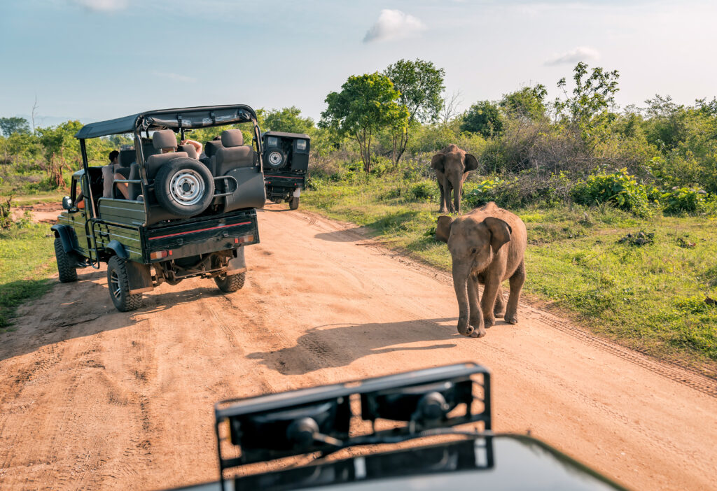 safari adventure