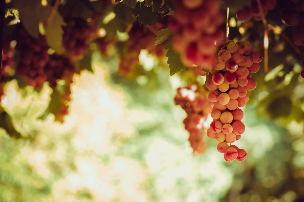  sun-soaked grapevines 