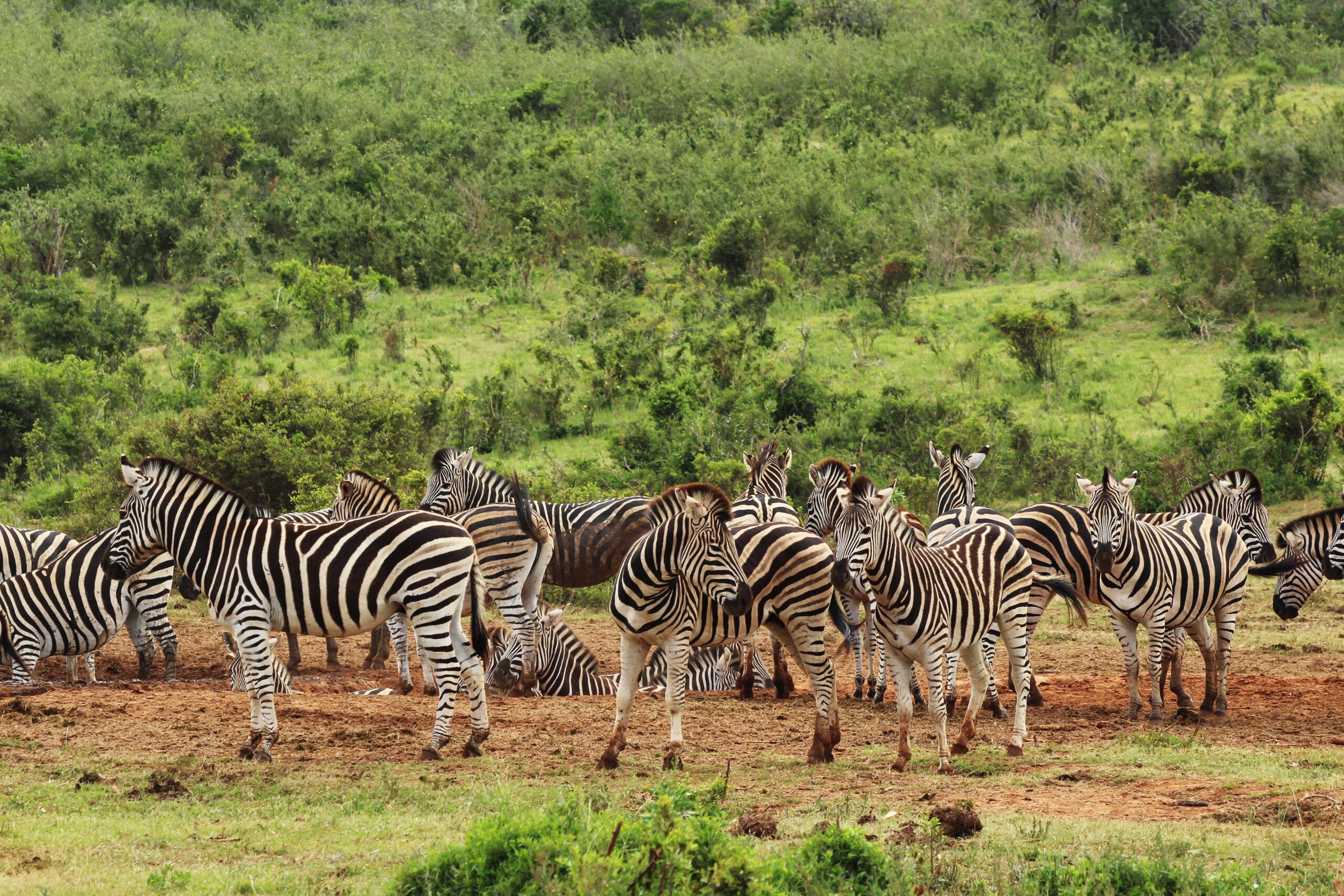 Safari in Serengeti National Park, Tanzania