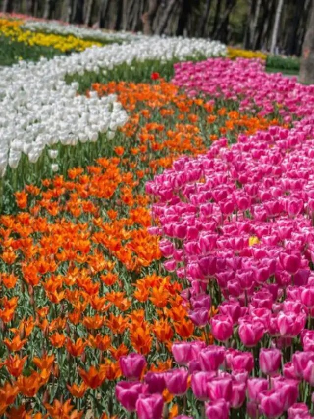 Tulip Festival 2025: Book Your Trip to Explore the Magical Tulip Garden
